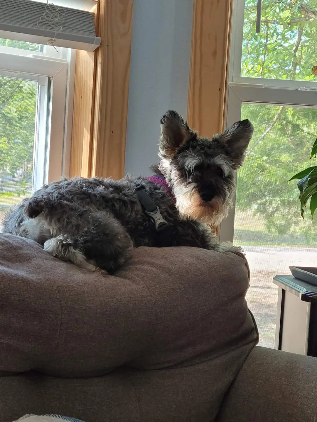 Lost dog in Campbell, TX, 75422