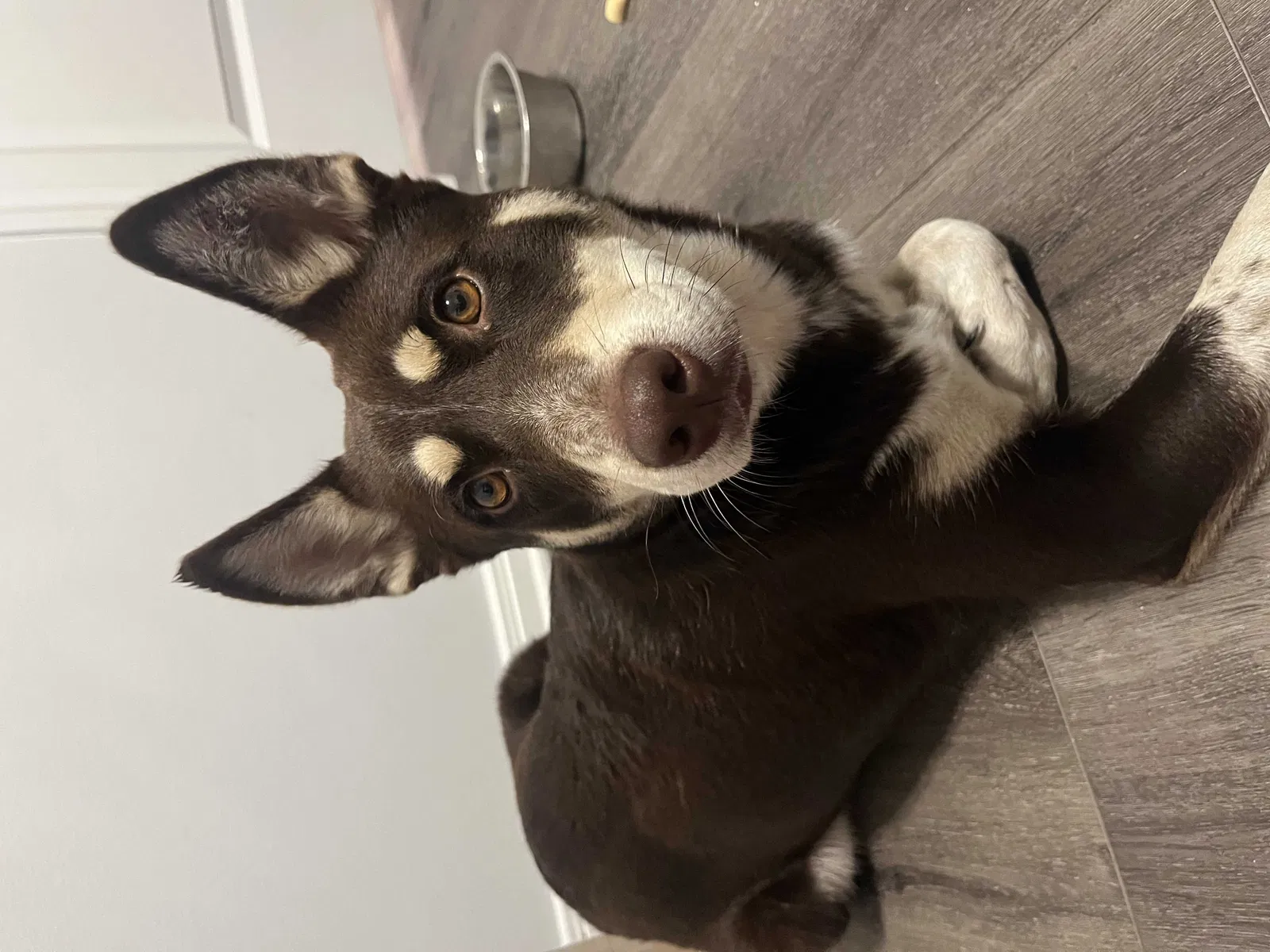 Found dog in Huntsville, TX, 77340