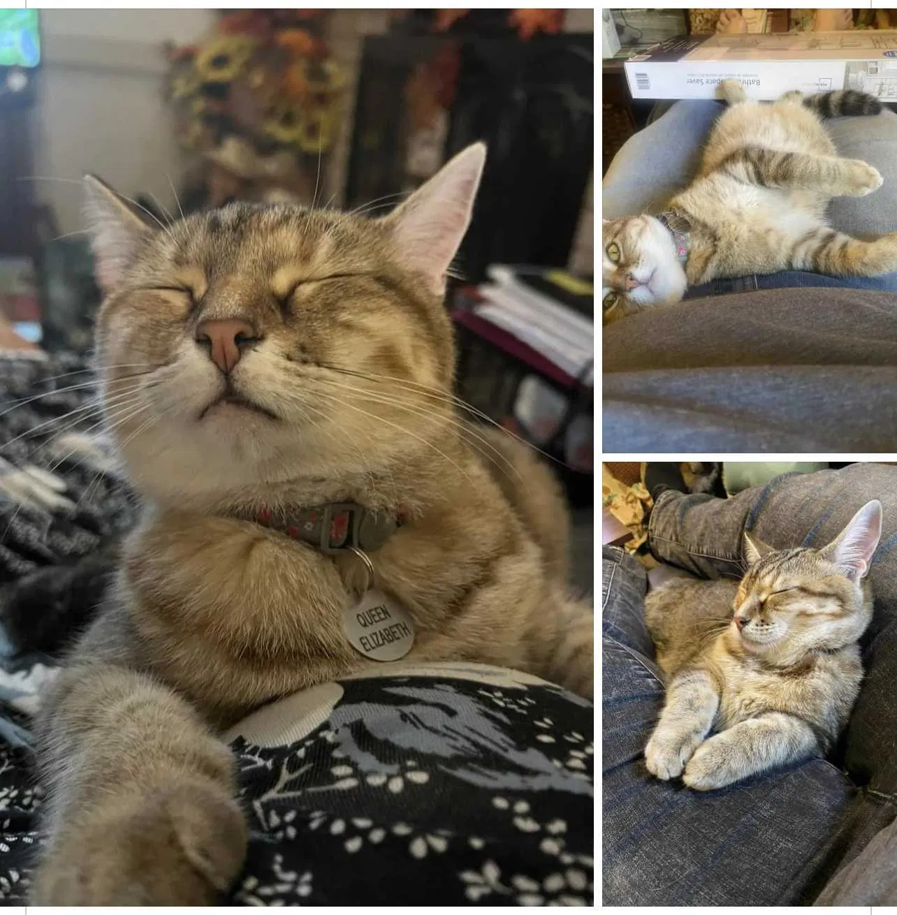 Lost cat in Taylorville, IL, 62568