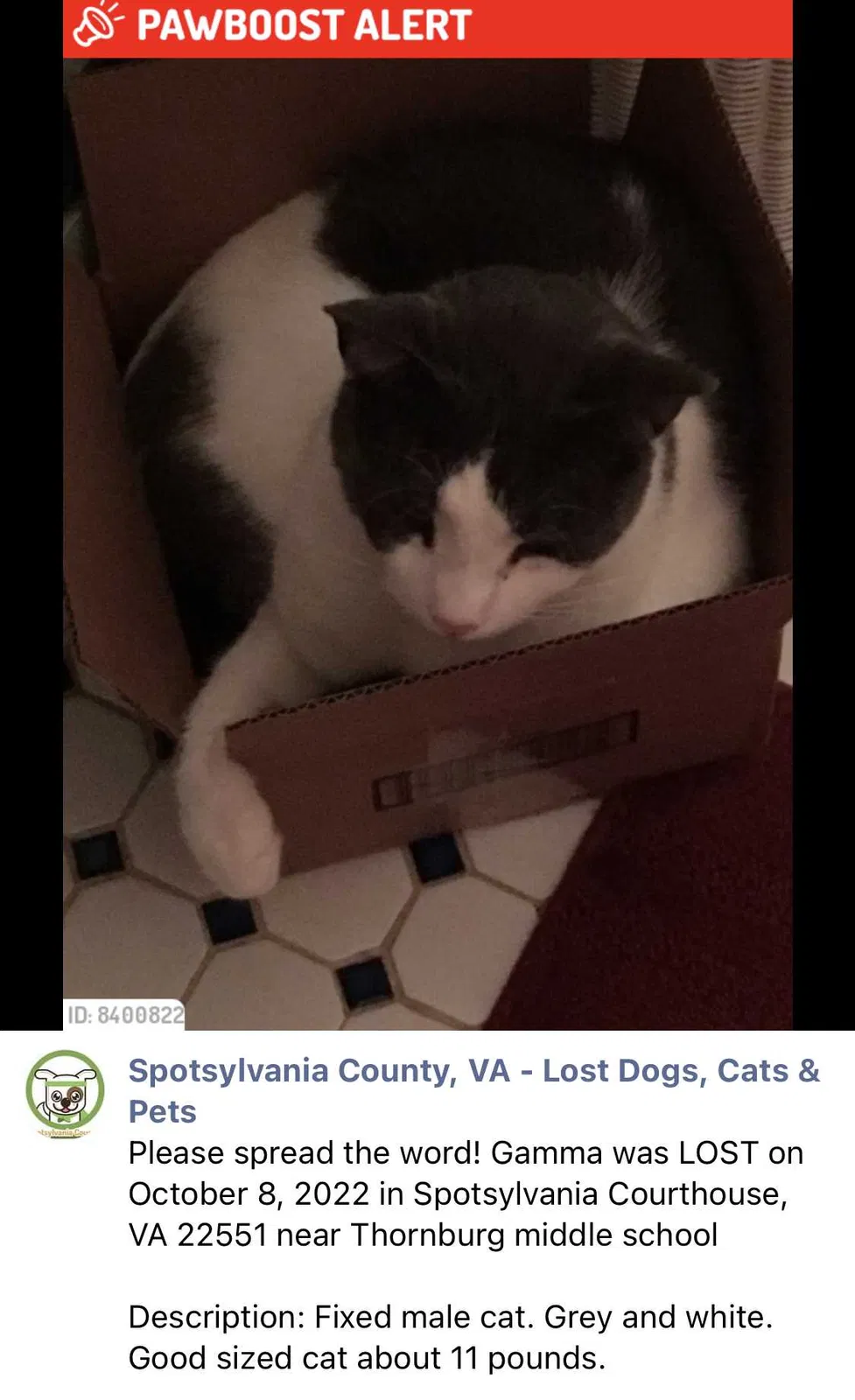 Lost cat in Spotsylvania, VA, 22551