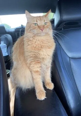 Lost cat in Sterling Heights, MI, 48310