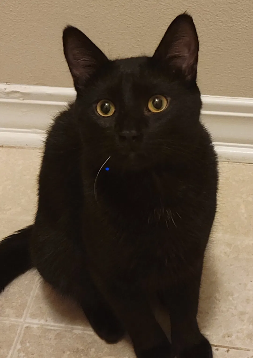 Lost cat in Mobile, AL, 36695