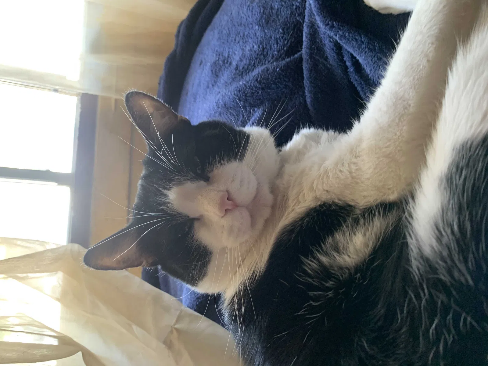 Lost cat in El Cajon, CA, 92019