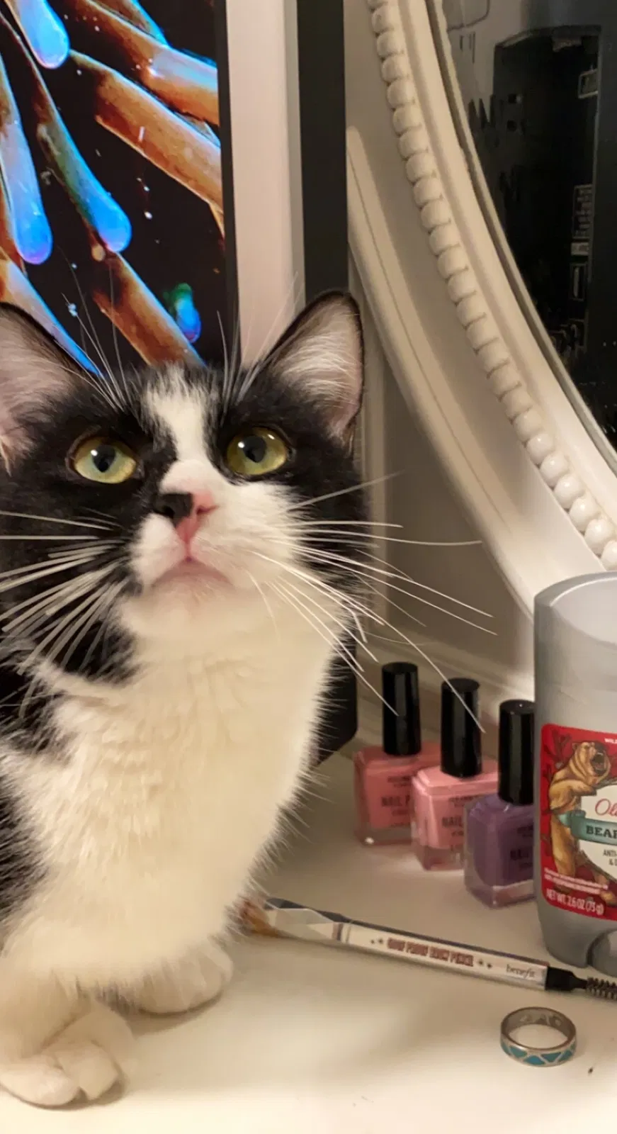 Lost cat in Salt Lake City, UT, 84116