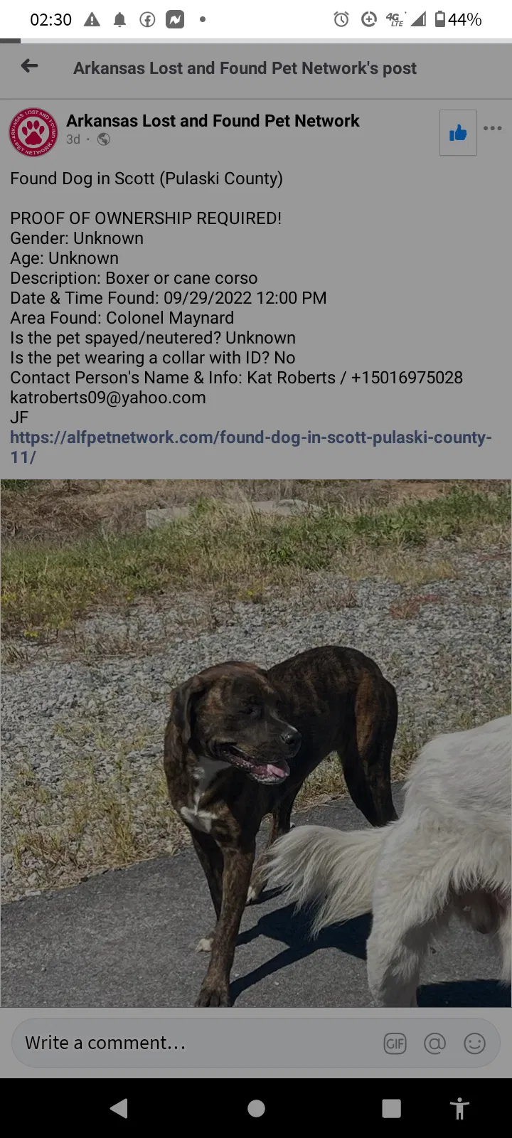Lost dog in Austin, AR, 72007