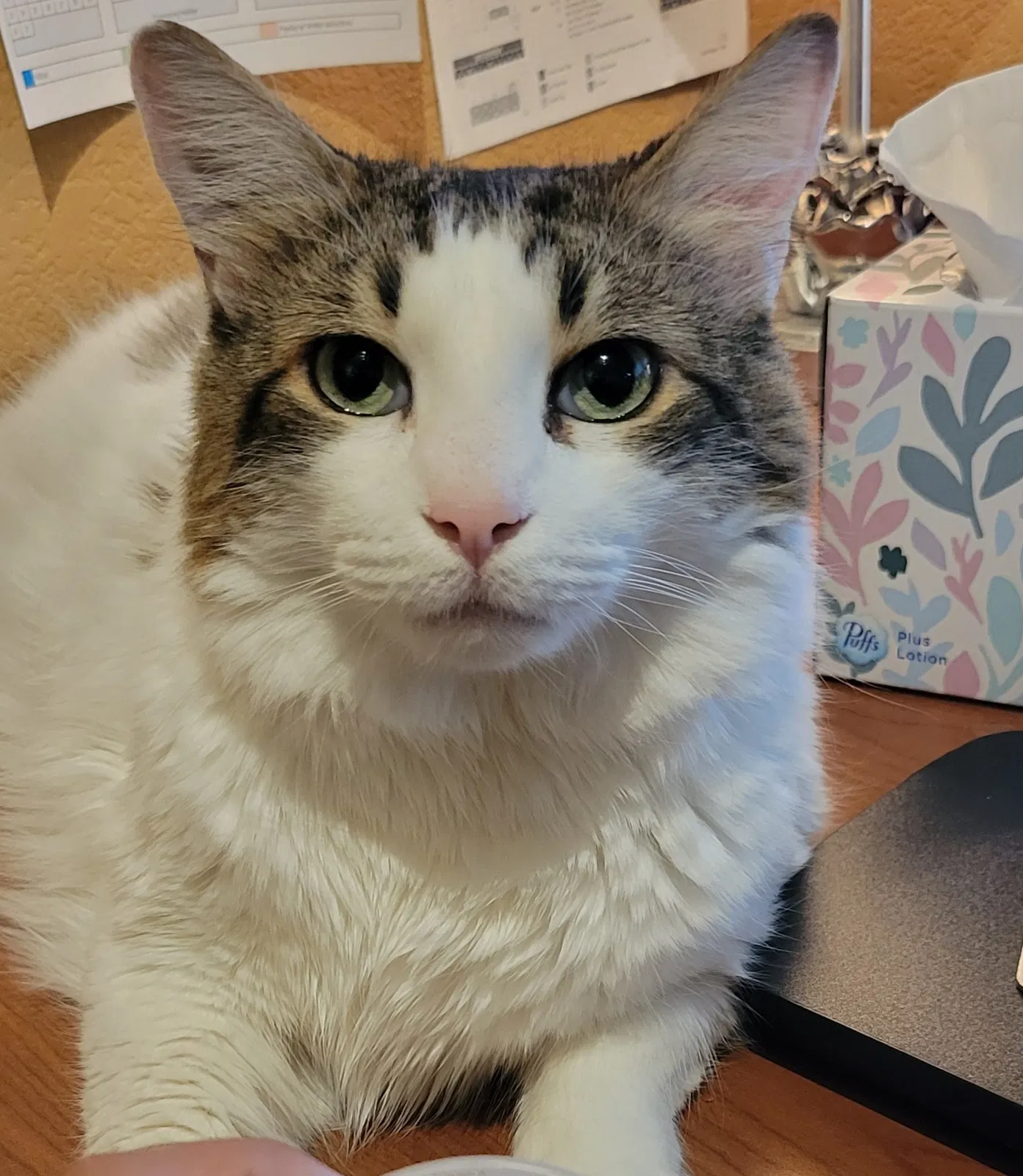 Lost cat in Avondale, AZ, 85323