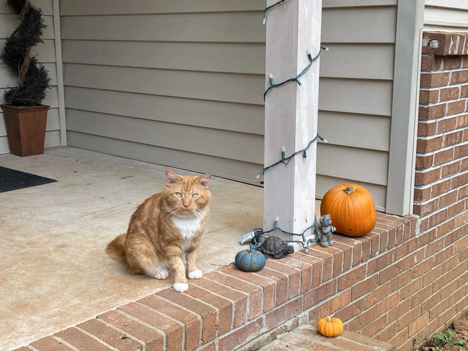 Lost cat in Stockbridge, GA, 30281