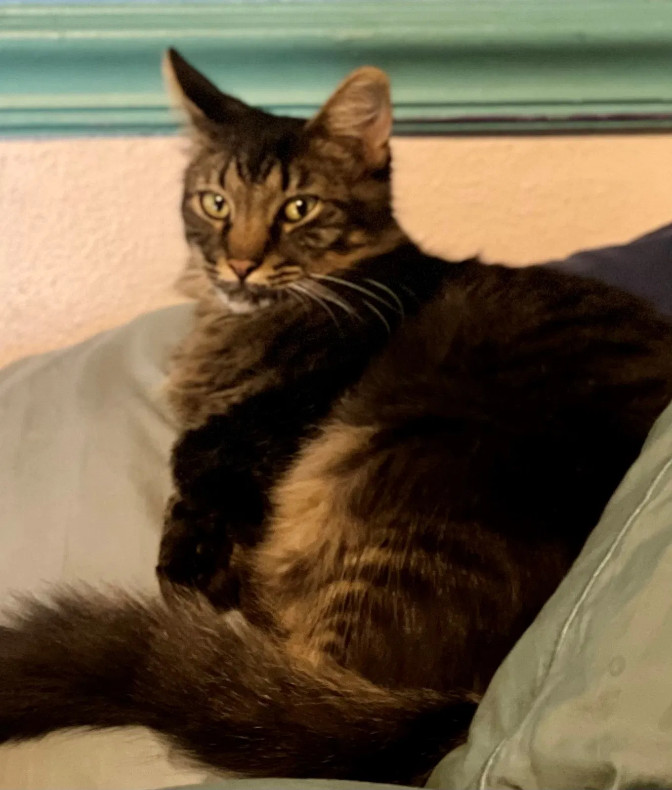 Lost cat in Poolville, TX, 76487