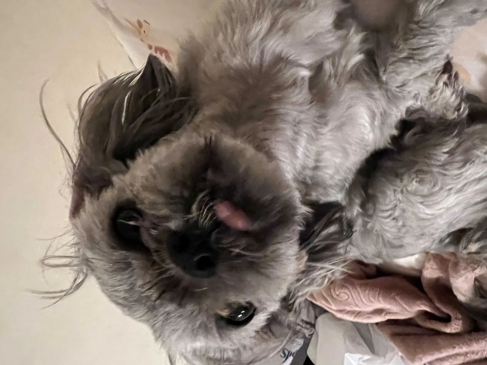Lost dog in Stockbridge, GA, 30281