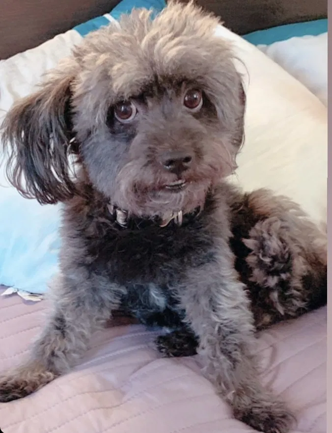 Lost dog in Moreno Valley, CA, 92551