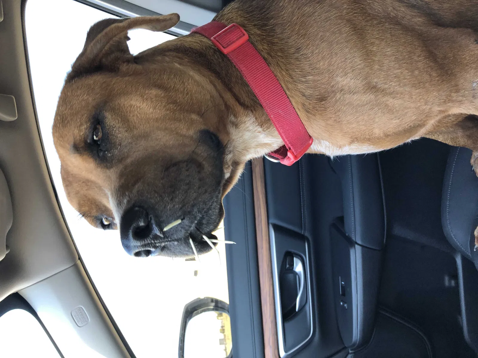 Found dog in Elk City, OK, 73644