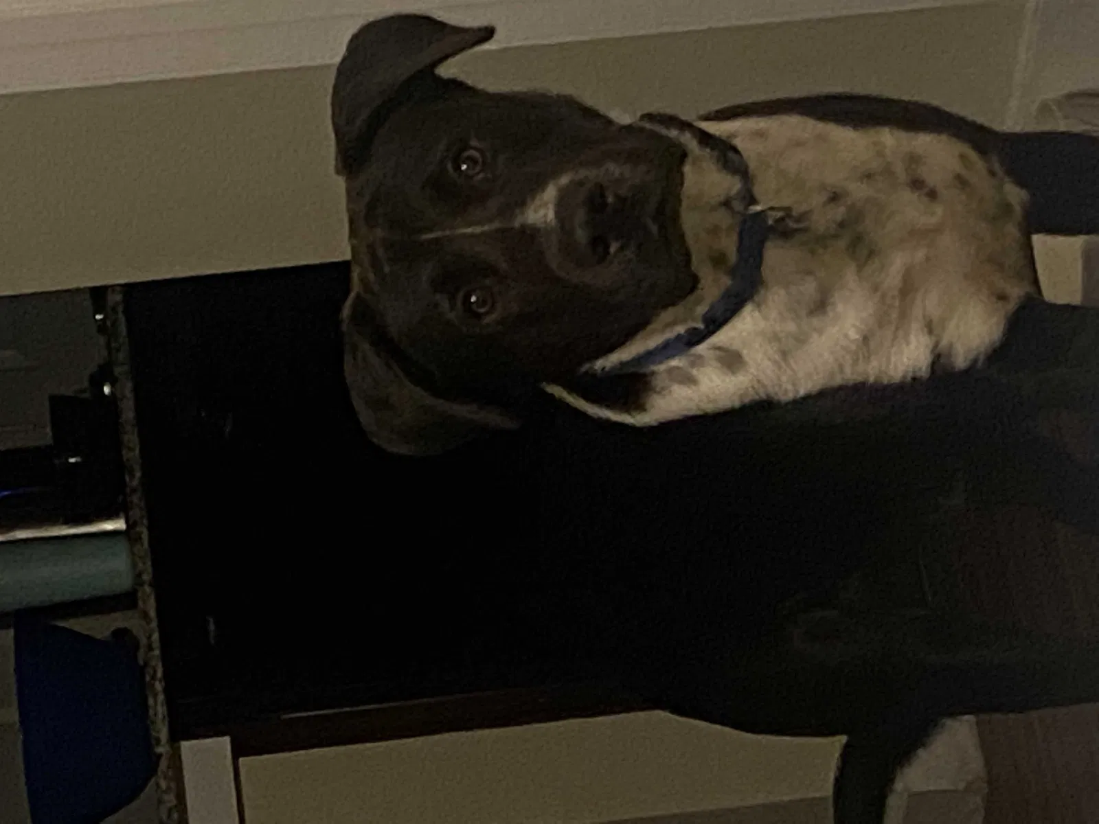 Lost dog in Austin, TX, 78724