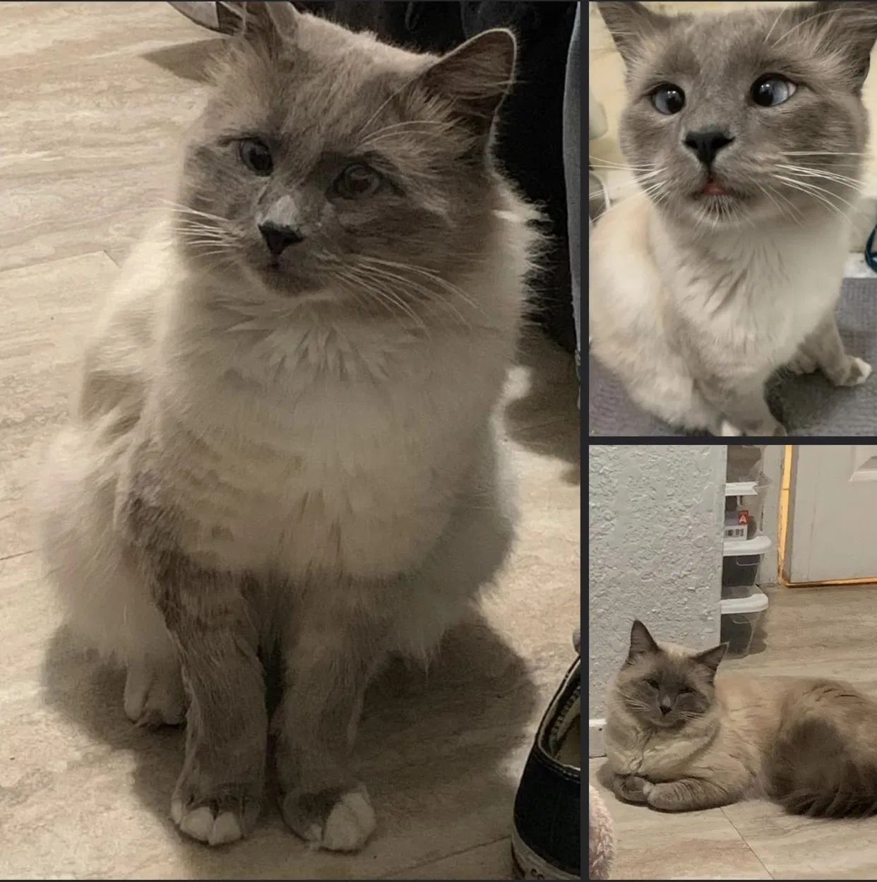 Lost cat in Riverside, CA, 92506