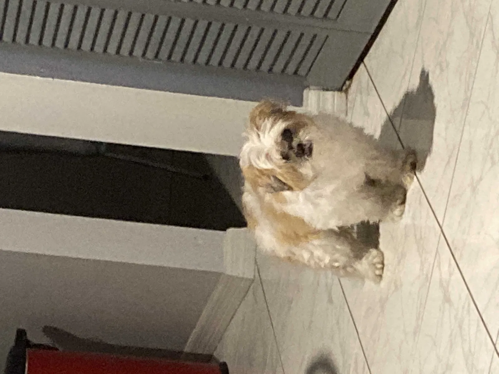 Lost dog in Orlando, FL, 32825