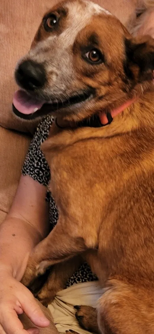 Lost dog in Costa Mesa, CA, 92627