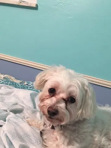 Lost dog in Canonsburg, PA, 15317