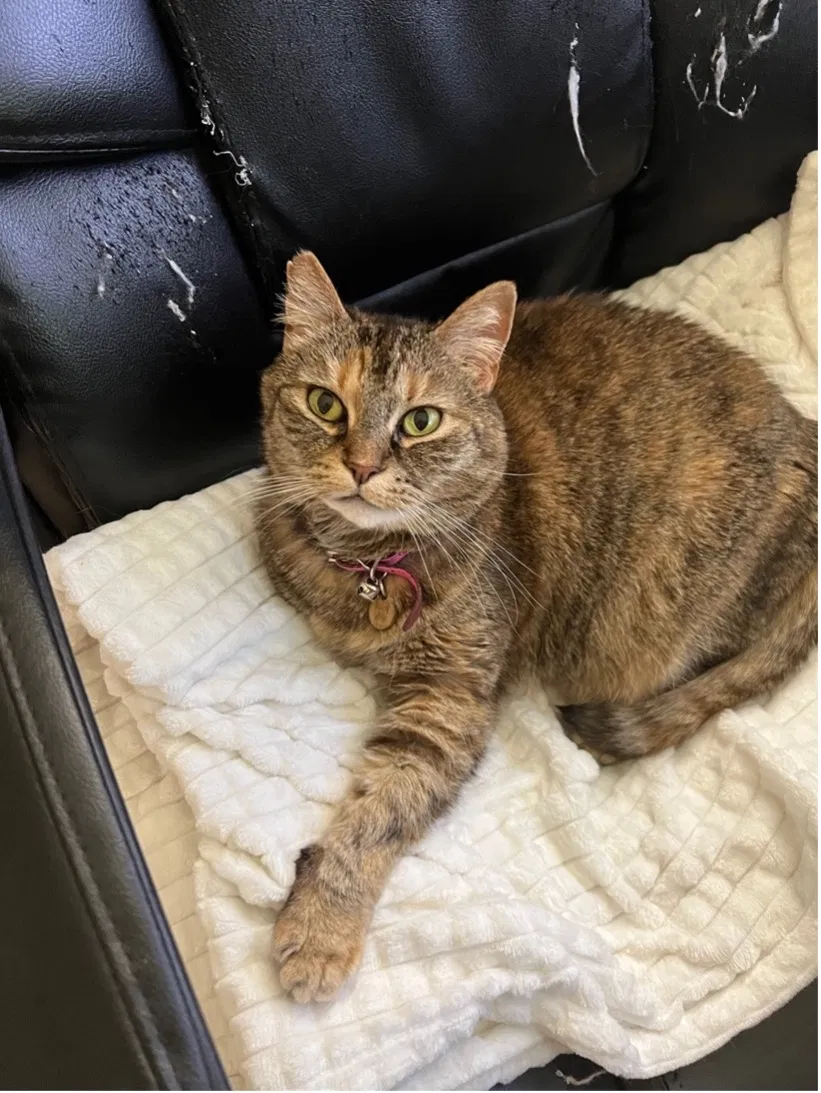 Lost cat in Beaverton, OR, 97005