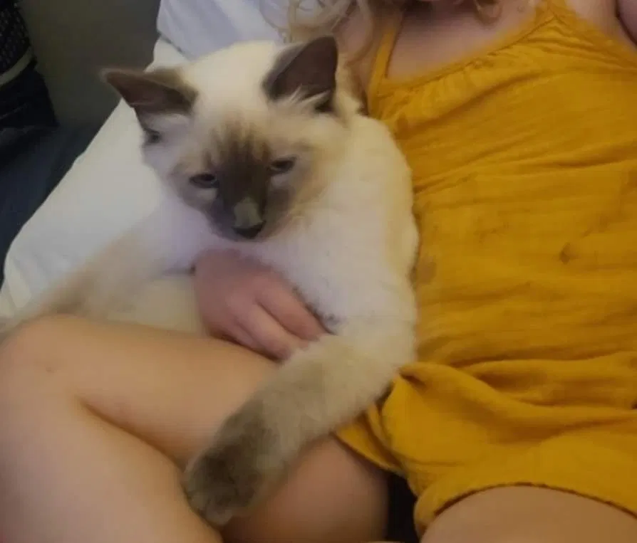 Lost cat in Fort Collins, CO, 80521