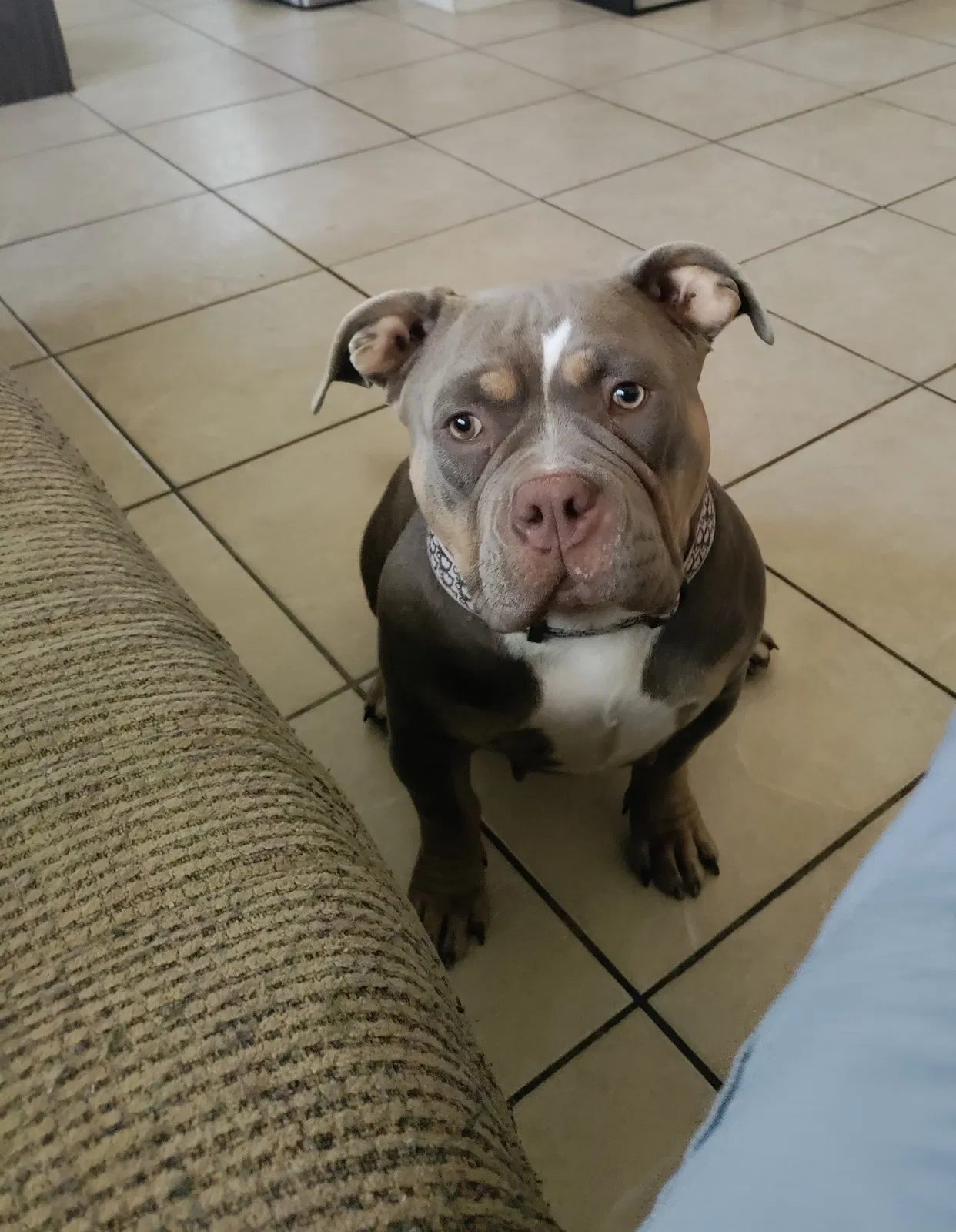 Lost dog in Tolleson, AZ, 85353