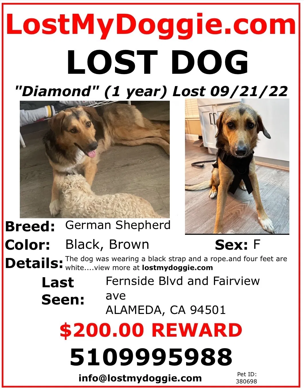 Lost dog in Alameda, CA, 94501