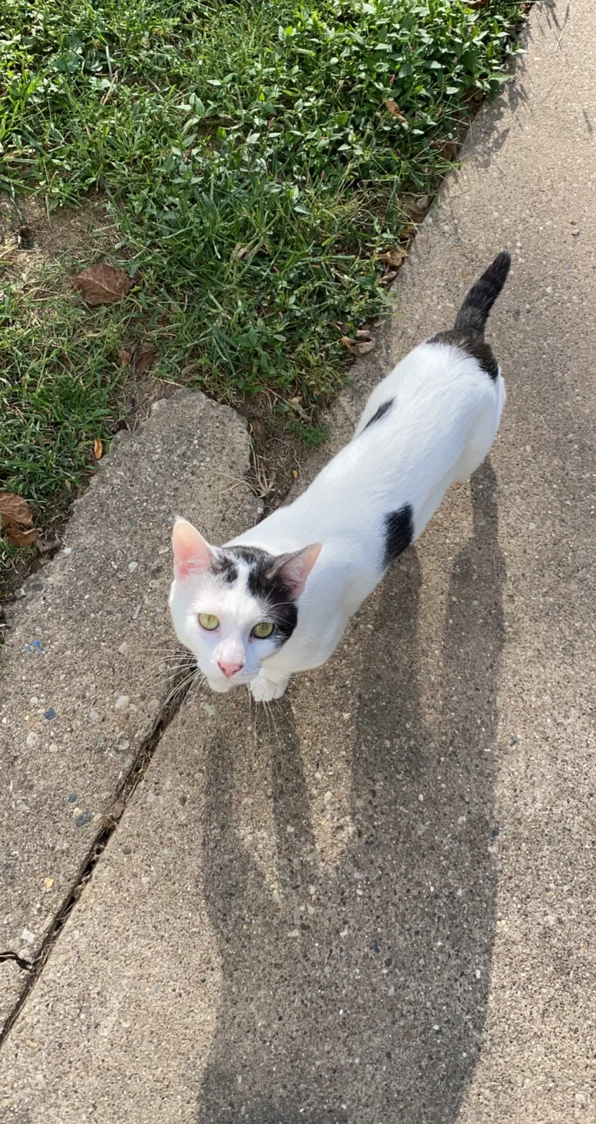 Lost cat in Peoria, IL, 61607