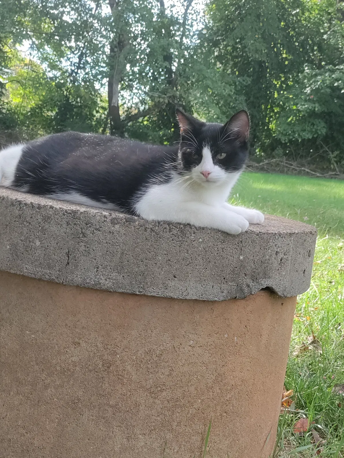 Lost cat in Lincolnton, NC, 28092