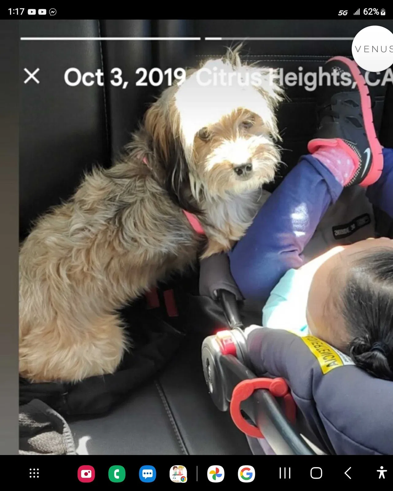 Lost dog in Antelope, CA, 95843