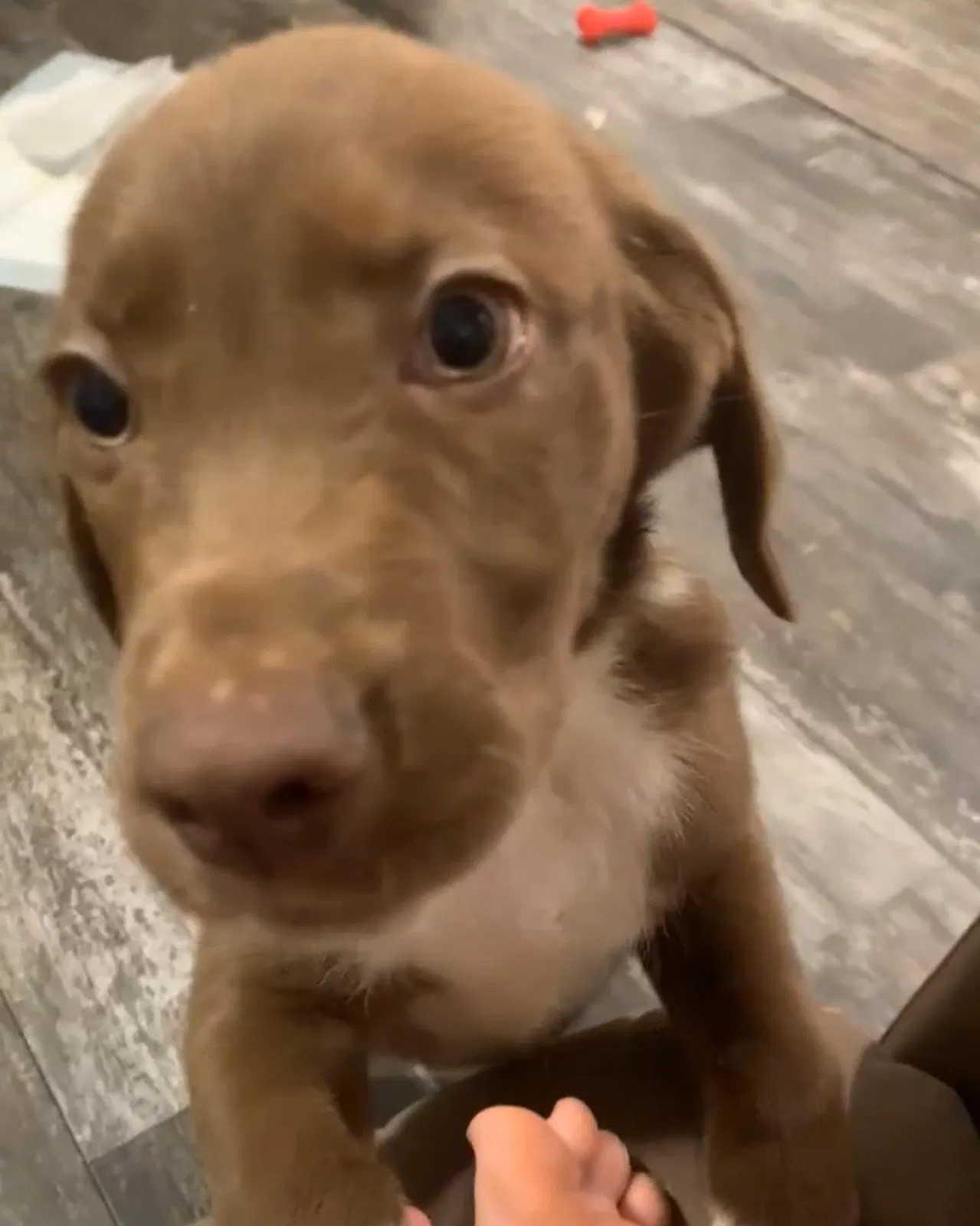 Lost dog in Clanton, AL, 35045