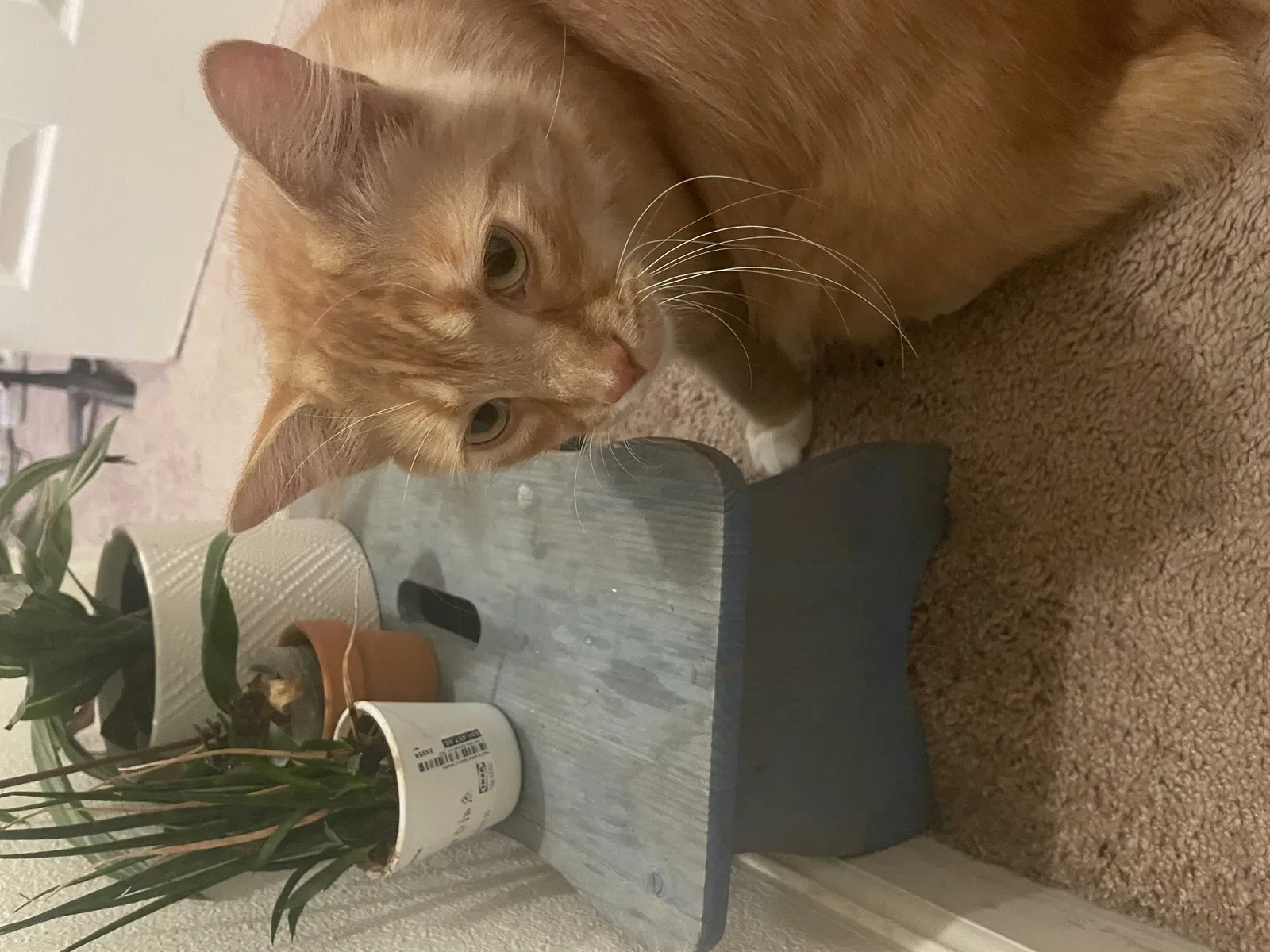 Lost cat in La Mesa, CA, 91942