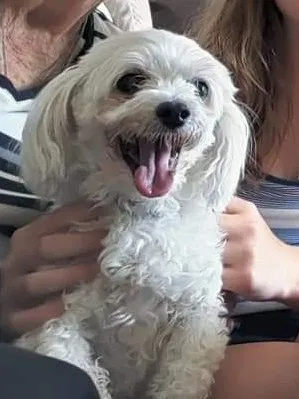 Lost dog in Des Moines, IA, 50317