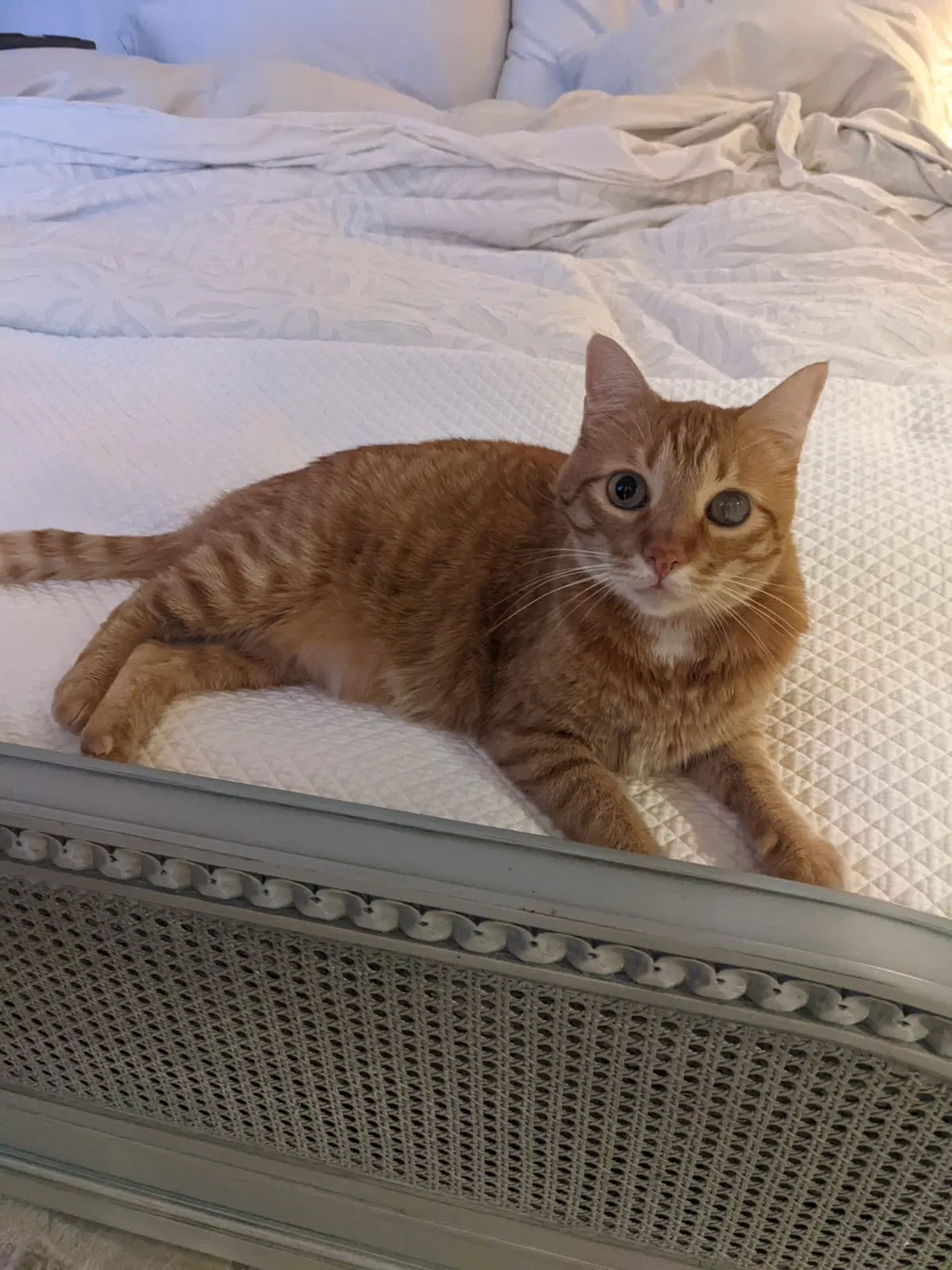 Lost cat in Bothell, WA, 98011