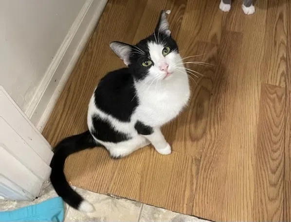Lost cat in Evansville, IN, 47714