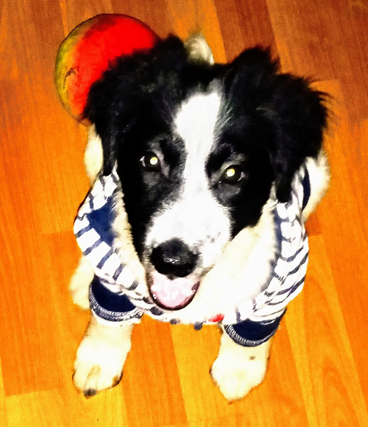 Lost dog in San Antonio, TX, 78215