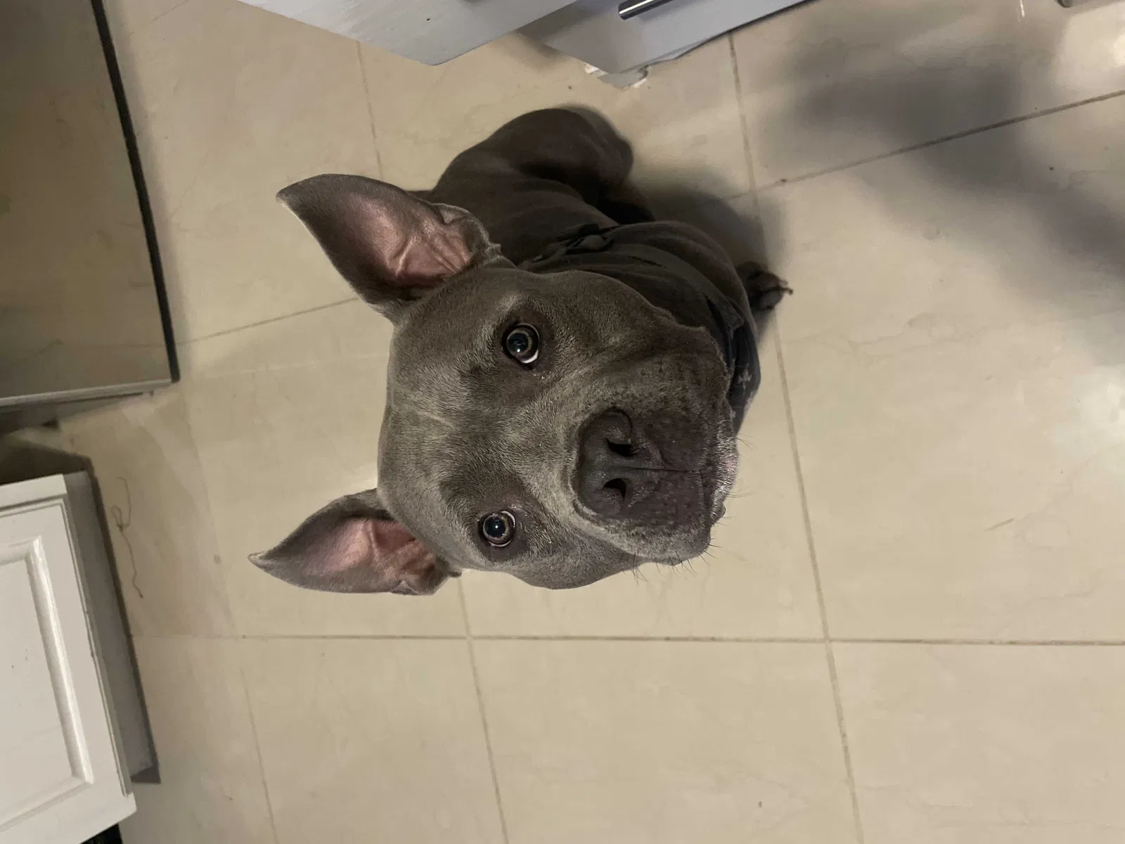 Lost dog in San Antonio, TX, 78228