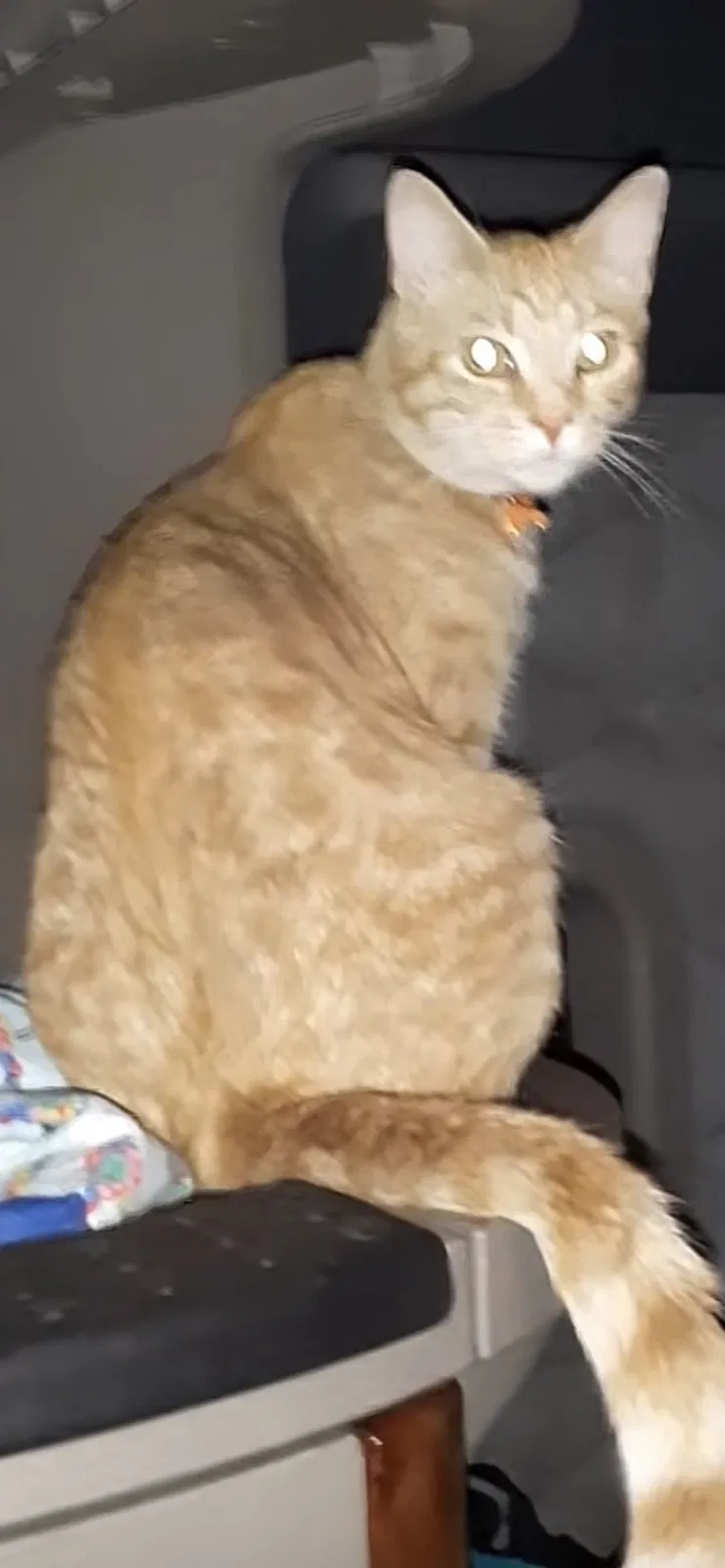 Lost cat in Unknown, NY, 0