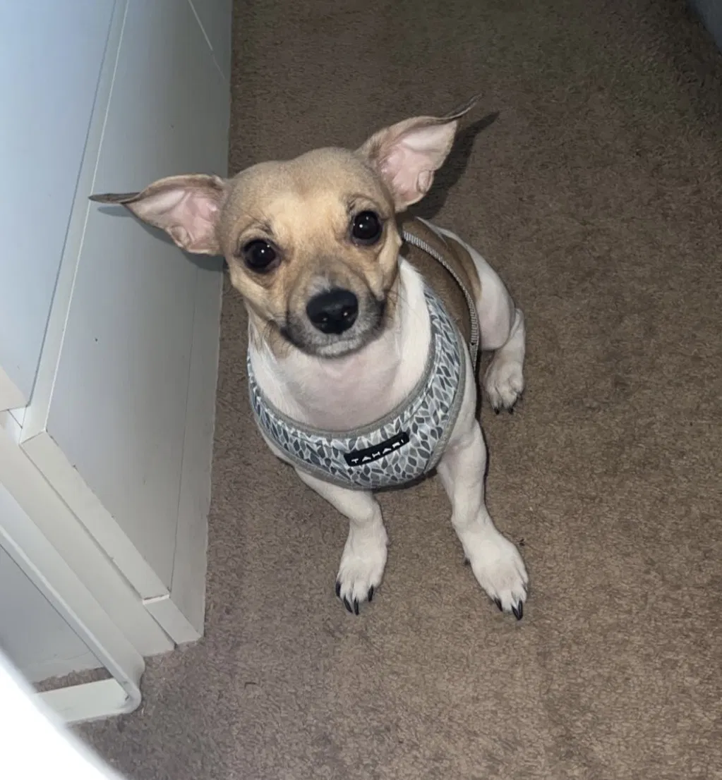 Lost dog in Scottsdale, AZ, 85251