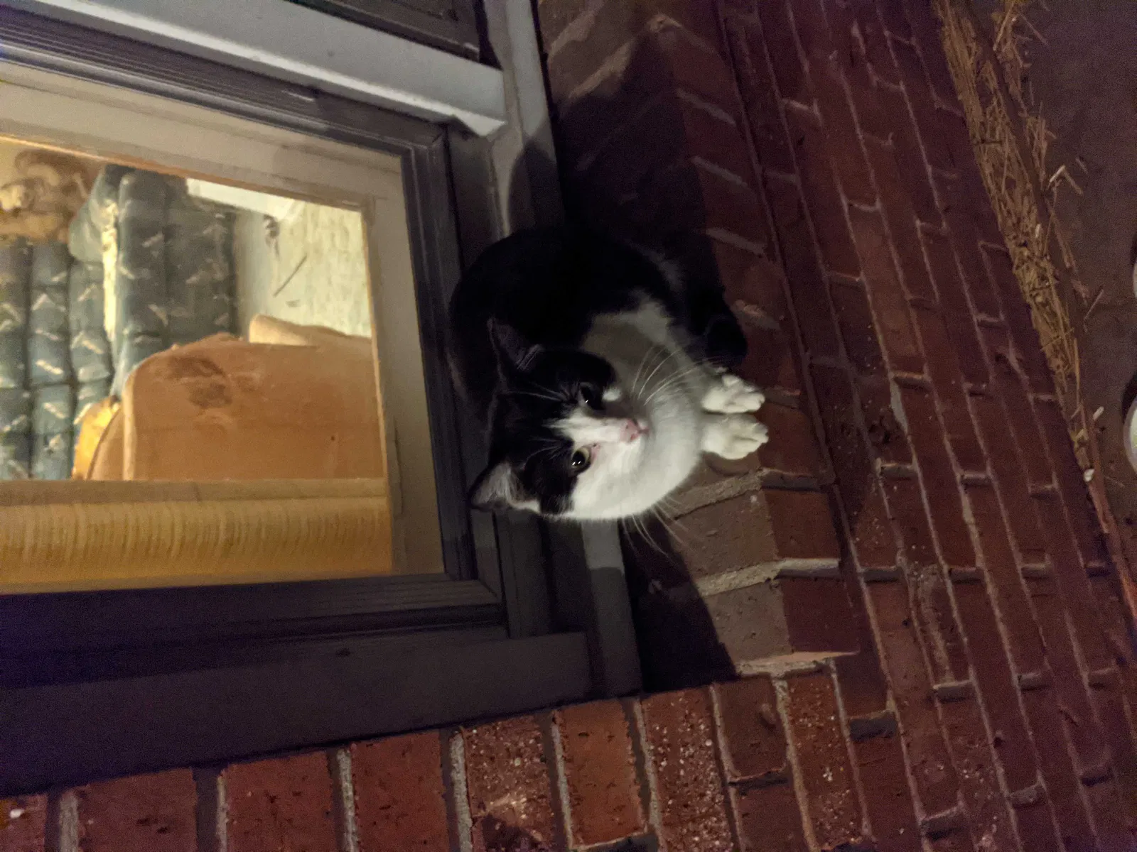 Lost cat in Elwood, IN, 46036