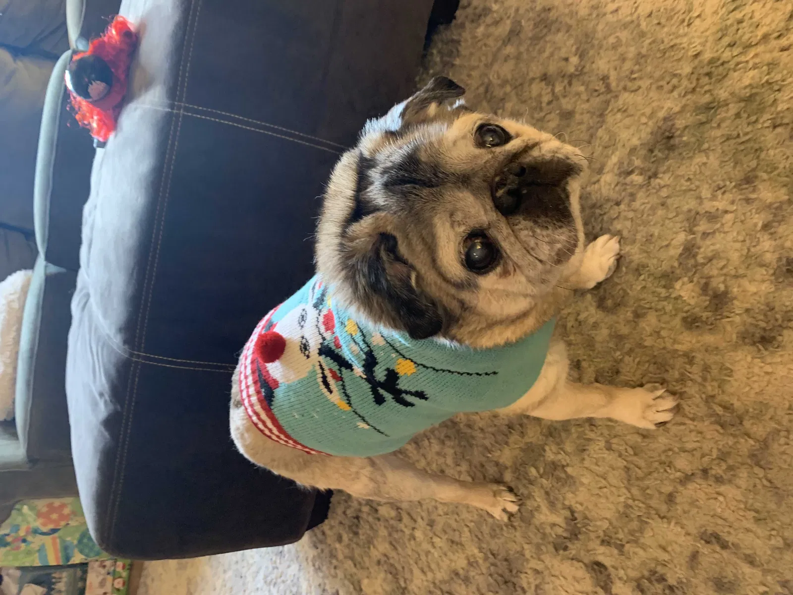 Lost dog in Butler, PA, 16001
