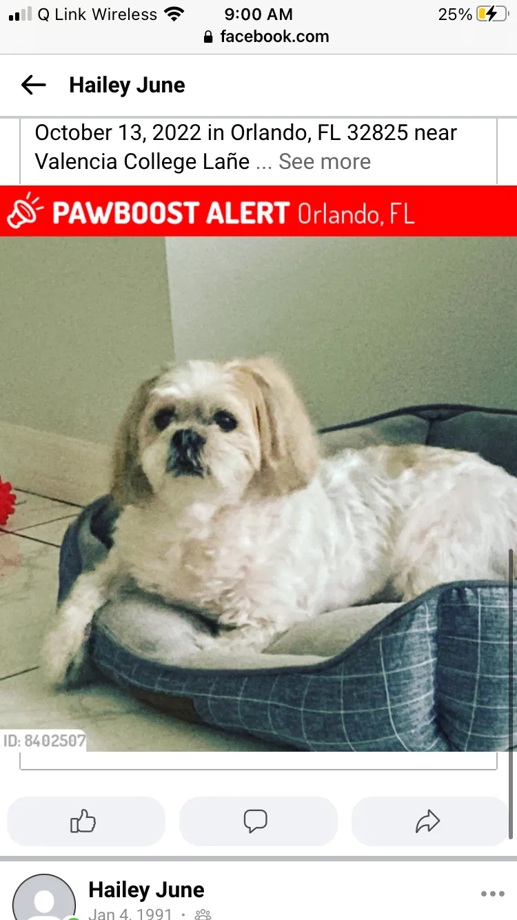 Lost dog in Orlando, FL, 32825