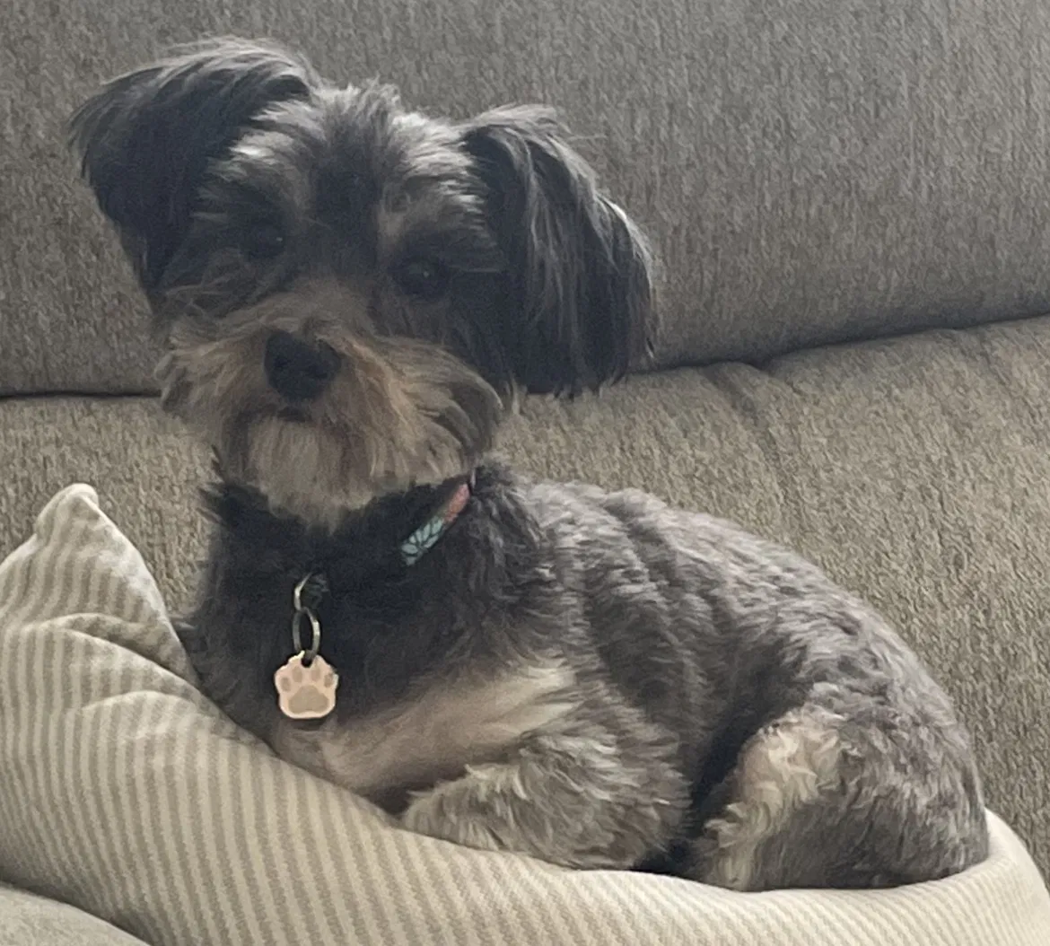 Lost dog in Indianapolis, IN, 46250