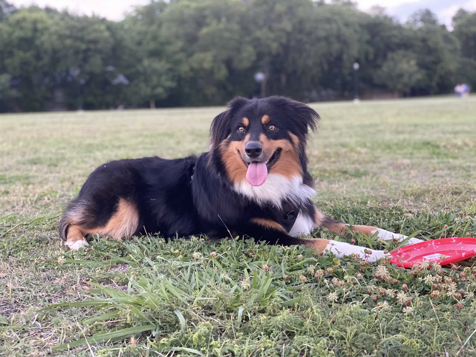 Lost dog in Ferris, TX, 75125