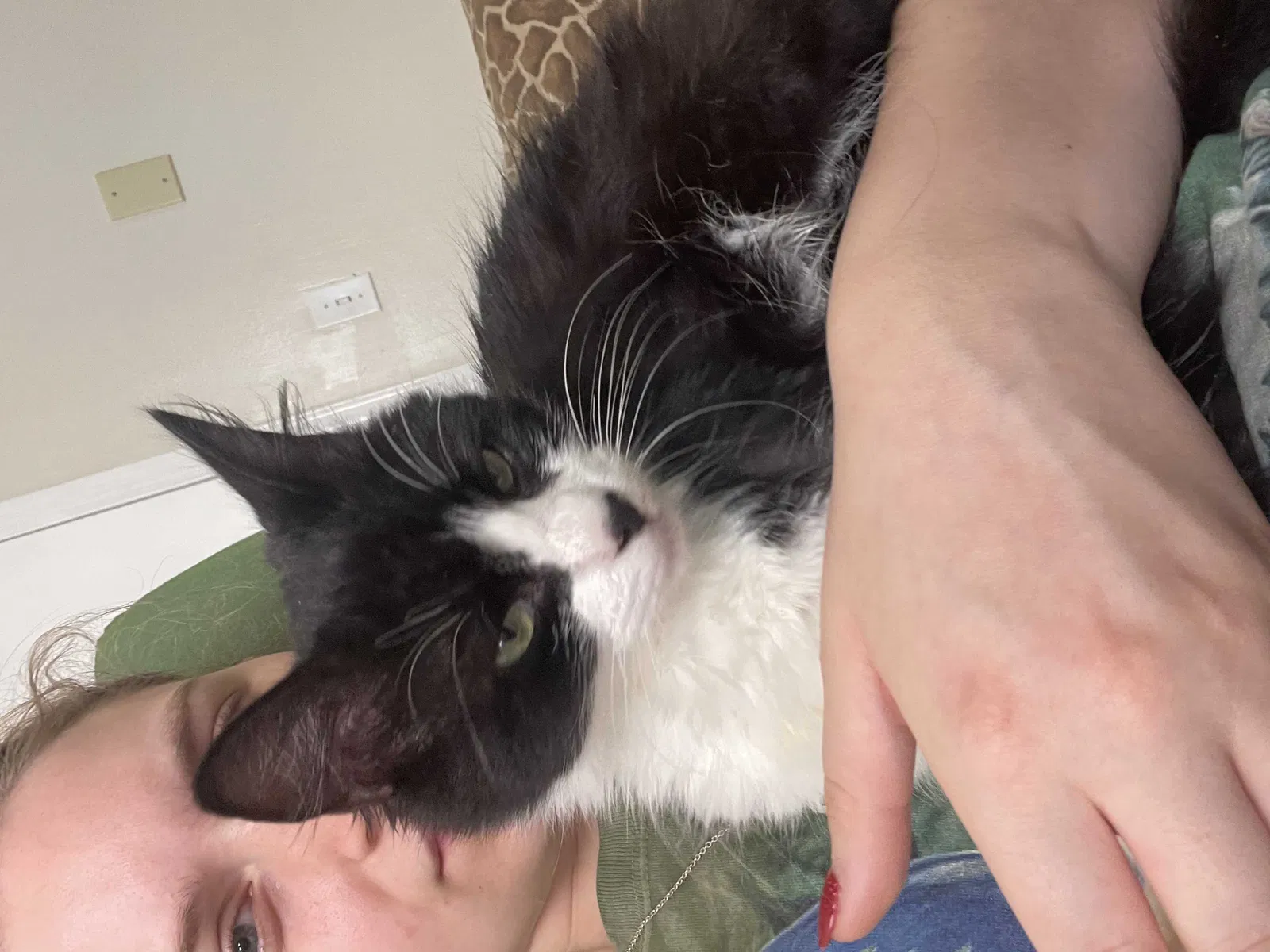 Lost cat in Charlotte, NC, 28227
