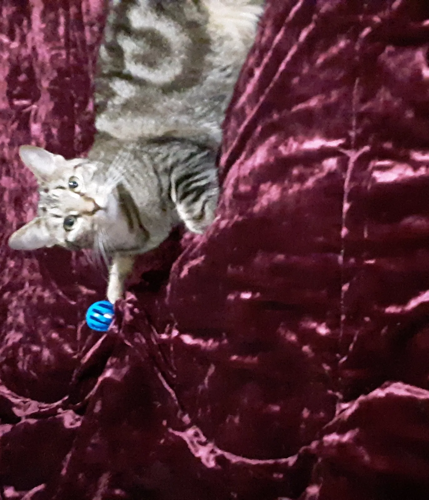 Lost cat in Fowlerville, MI, 48836