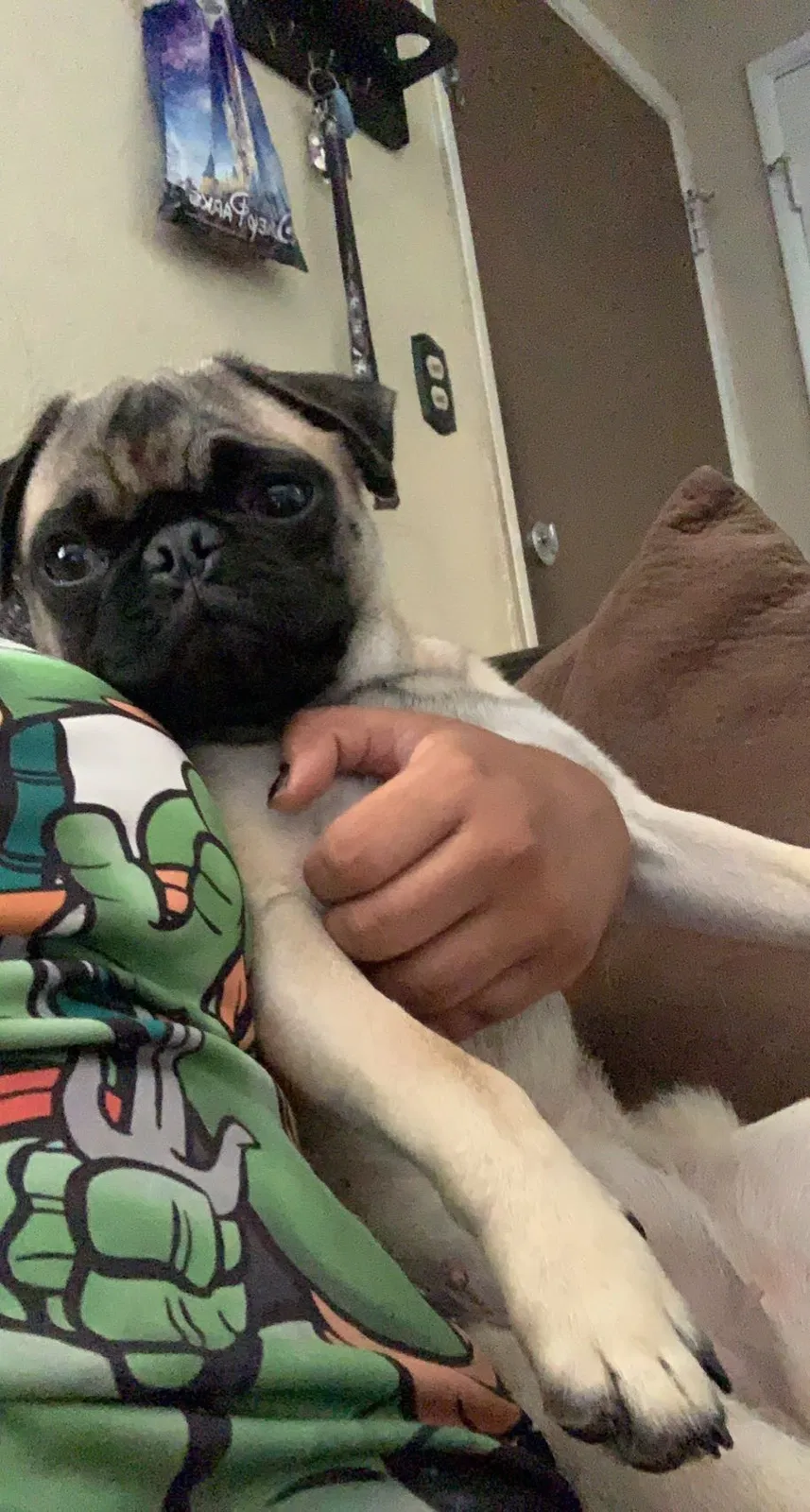 Lost dog in Casa Grande, AZ, 85122