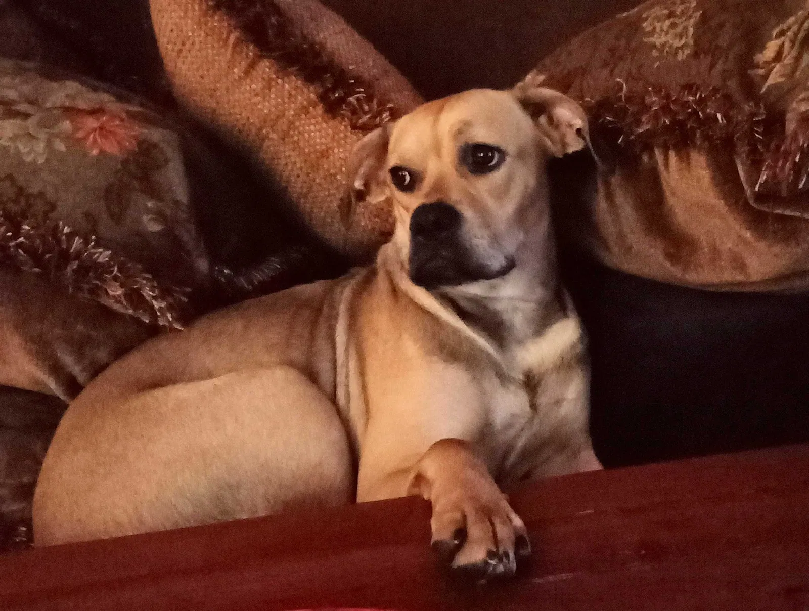 Lost dog in San Diego, CA, 92116