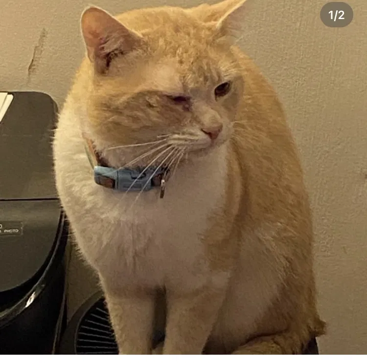 Lost cat in Concord, NC, 28025