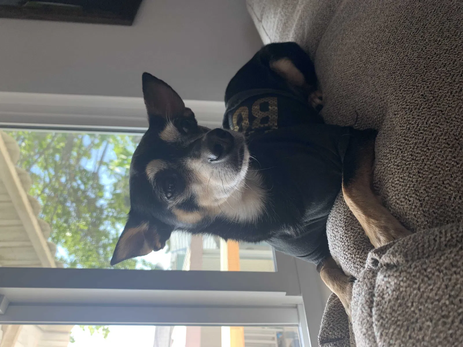 Lost dog in San Diego, CA, 92154