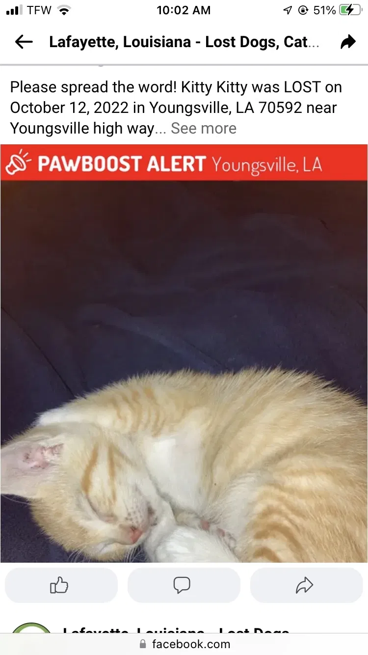 Lost cat in Youngsville, LA, 70592