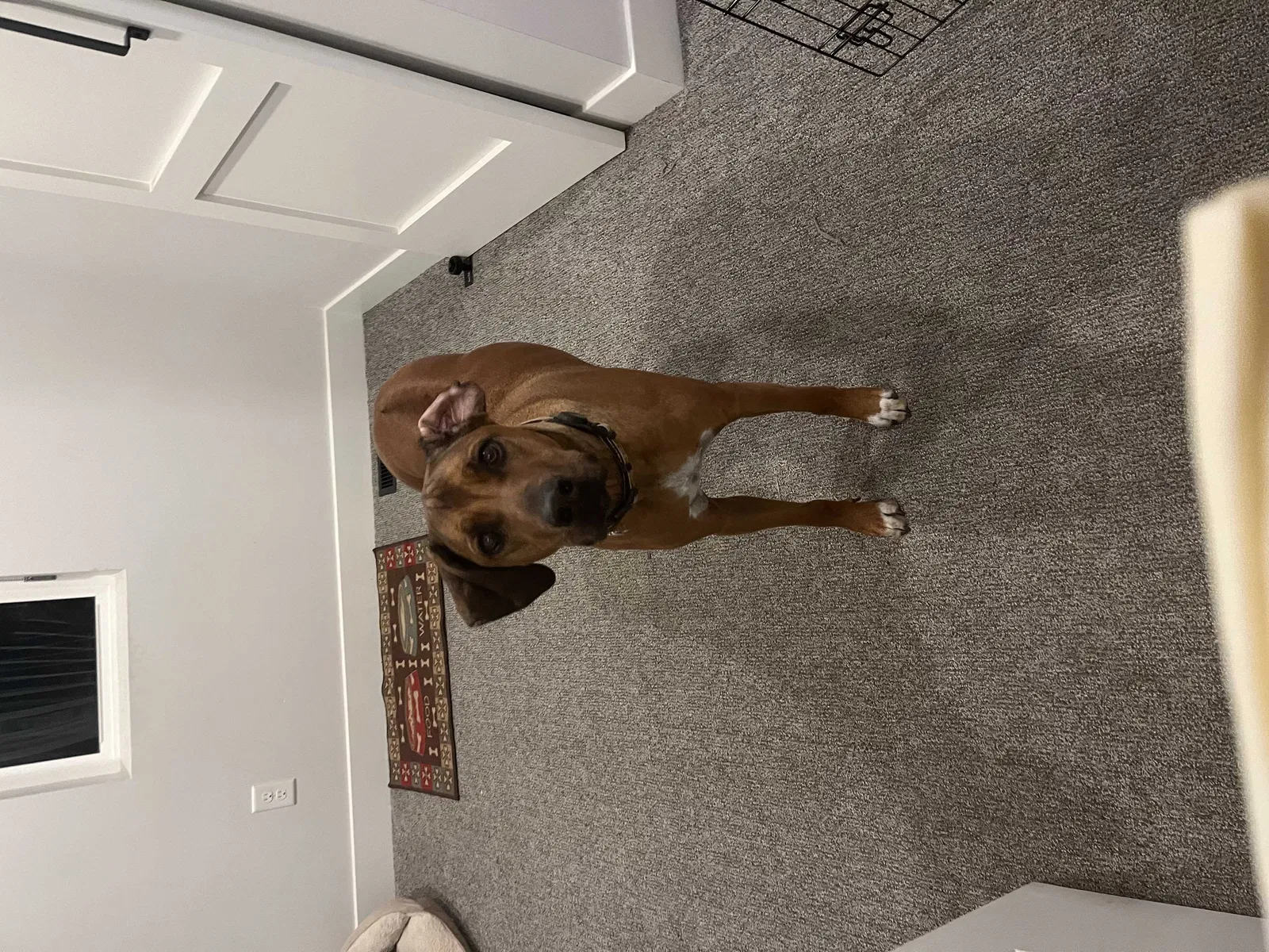 Lost dog in Heber City, UT, 84032