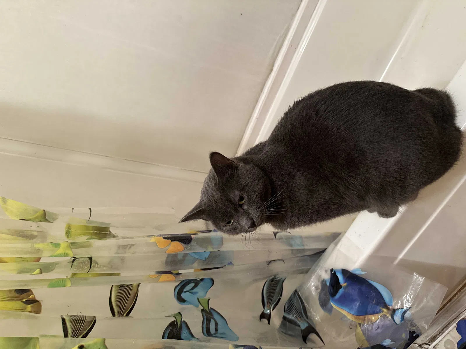 Lost cat in Greenwood, SC, 29646